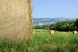 foin,balle de foin,champ cultivé,herbe