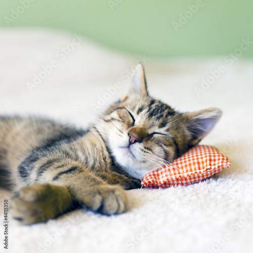 Photo: Small Kitty Small Kitty