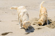 Dog on the beach - golden retriever