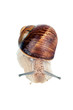 Foto: Garden spiral snail isolated on white background Garden spiral snail isolated on white background