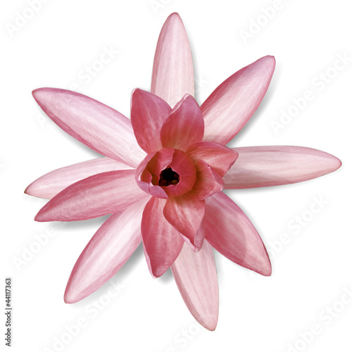 Photo: Red water lily isolated on white with clipping paths Red water lily isolated on white with clipping paths