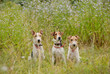 three fox terriers in the grass
