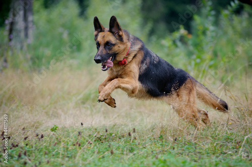 Photo: german shepherd runs free german shepherd runs free