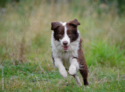 Photo: border collie runs border collie runs