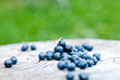 fresh blueberry