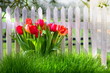 Tulpenzaun