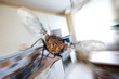 Foto: housefly housefly