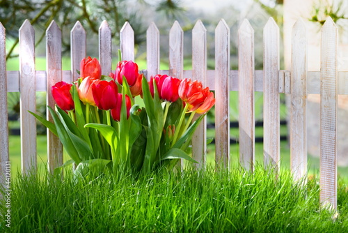 Photo: Tulpenzaun Tulpenzaun