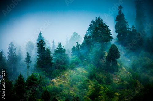 Photo: fog fog