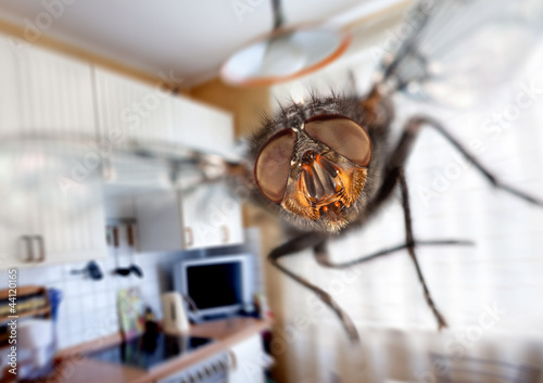 Foto: housefly housefly