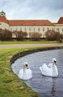 two swans at Nymphenburg castle , munich
