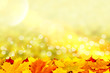 Beautiful autumn background with maple leaves