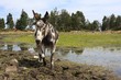 Ane Pie d'Irlande Bourricot