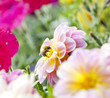 Garden Bee