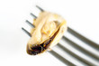 Photo: Muscle Fork Muscle Fork