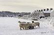 Winter Sheep