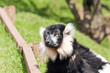 Black and White Lemur