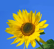 Sonnenblume: Farbe des Sommers