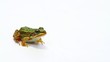 Video: Frog on a white Frog on a white