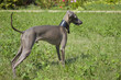 Italian Greyhound standing on the grass