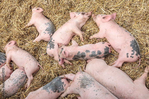 Photo: Newborn pigs sleeping on hay Newborn pigs sleeping on hay