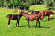 Chevaux gratouille