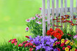 Blumen am Gartenzaun