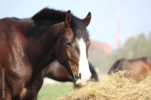 Photo: Bay horse eating dry hay Bay horse eating dry hay