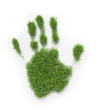 Illustrazione: Palm grass patch Palm grass patch
