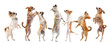chihuahuas upright