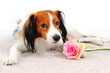 Photo: Dog with Pink Rose Laying on a Carpet Floor Dog with Pink Rose Laying on a Carpet Floor