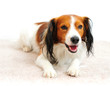 Photo: Handsome Dog Laying on Carpet Floor Handsome Dog Laying on Carpet Floor