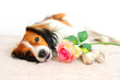 Photo: Dog Laying Down Beside a Pink Rose Dog Laying Down Beside a Pink Rose