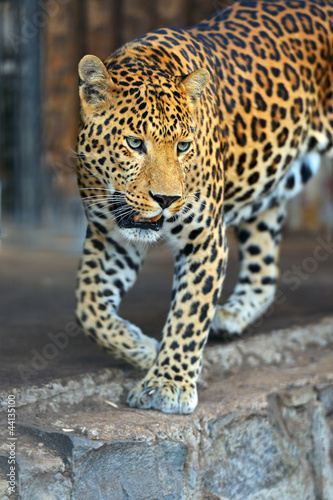 Photo: Leopard Leopard