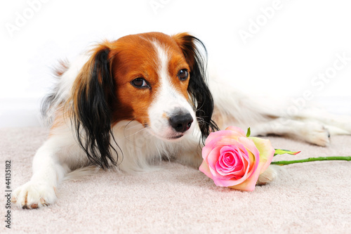 Photo: Dog with Pink Rose Laying on a Carpet Floor Dog with Pink Rose Laying on a Carpet Floor