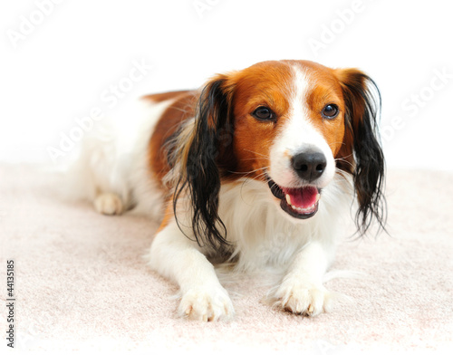 Photo: Handsome Dog Laying on Carpet Floor Handsome Dog Laying on Carpet Floor