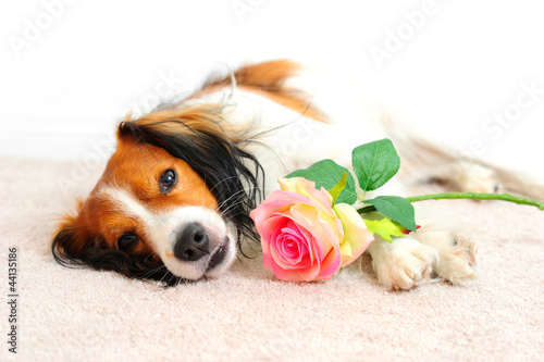 Photo: Dog Laying Down Beside a Pink Rose Dog Laying Down Beside a Pink Rose