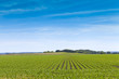 American Farmland