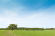 American Farmland