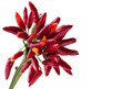 Red hot chili
