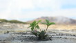 Ecology concept: a new sprout in the dry land