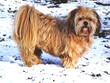 Lhasa Apso en nieve