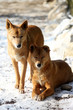 Dingo dans la neige 