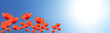 Coquelicots