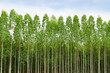 Eucalyptus forest in Thailand