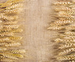 Wheat over the canvas background