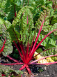 Mangold - Beta vulgaris