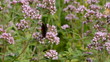 peacock butterfly  on wild majoram blossoms