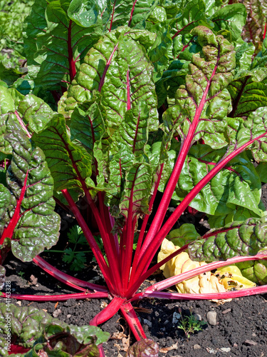 Photo: Mangold - Beta vulgaris Mangold - Beta vulgaris
