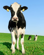 Inquisitive Holstein Frisian cow